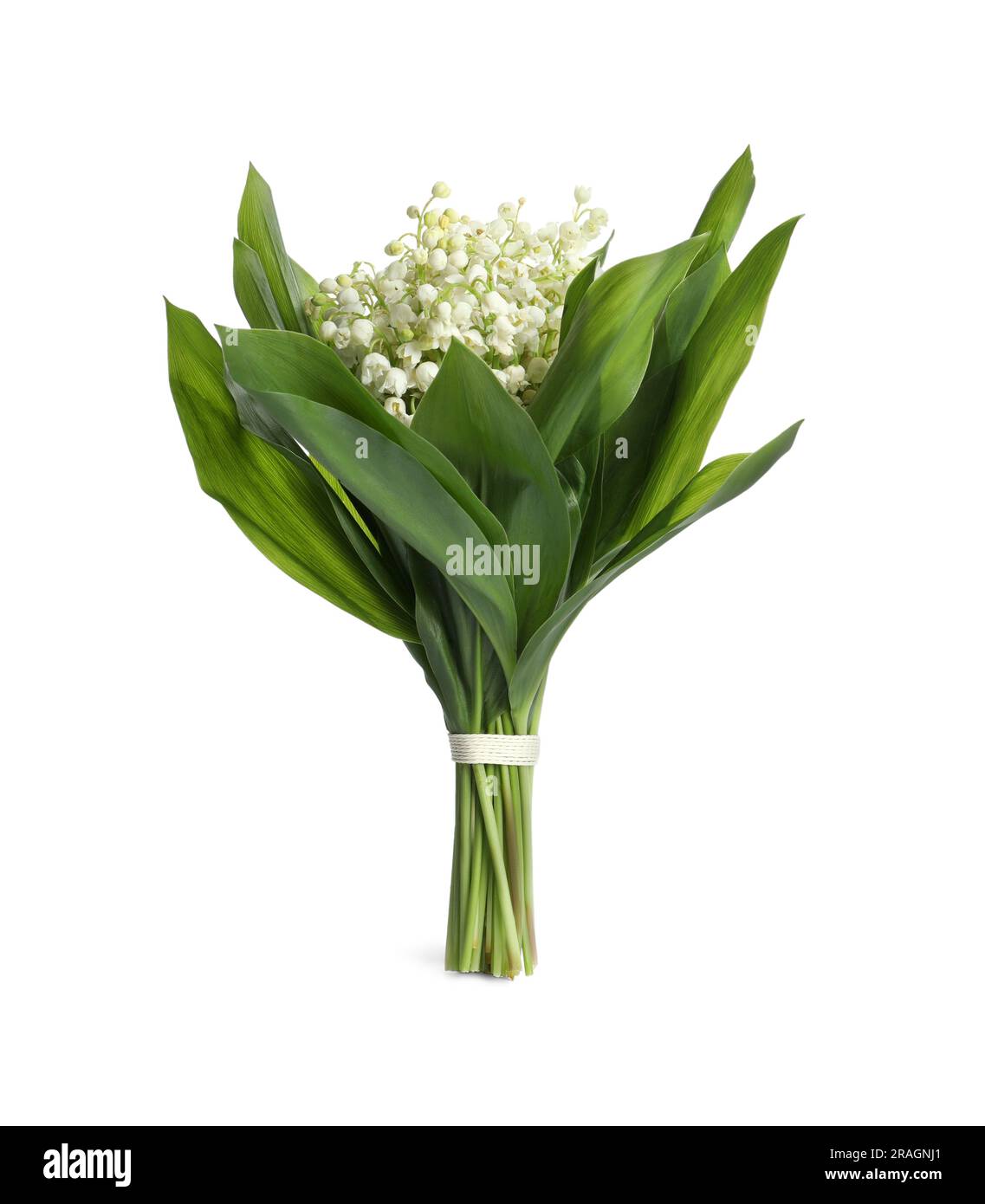 Beautiful lily of the valley bouquet on white background Stock Photo ...