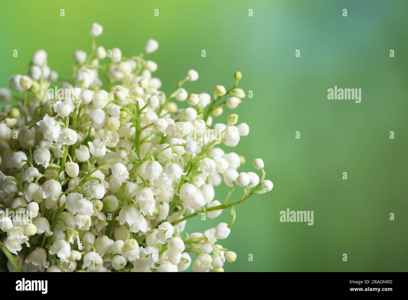 Beautiful lily of the valley flowers on blurred green background ...