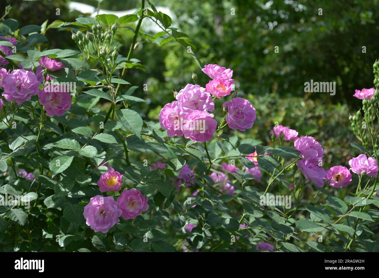 pink roses blossoms in the garden in sunny day Stock Photo