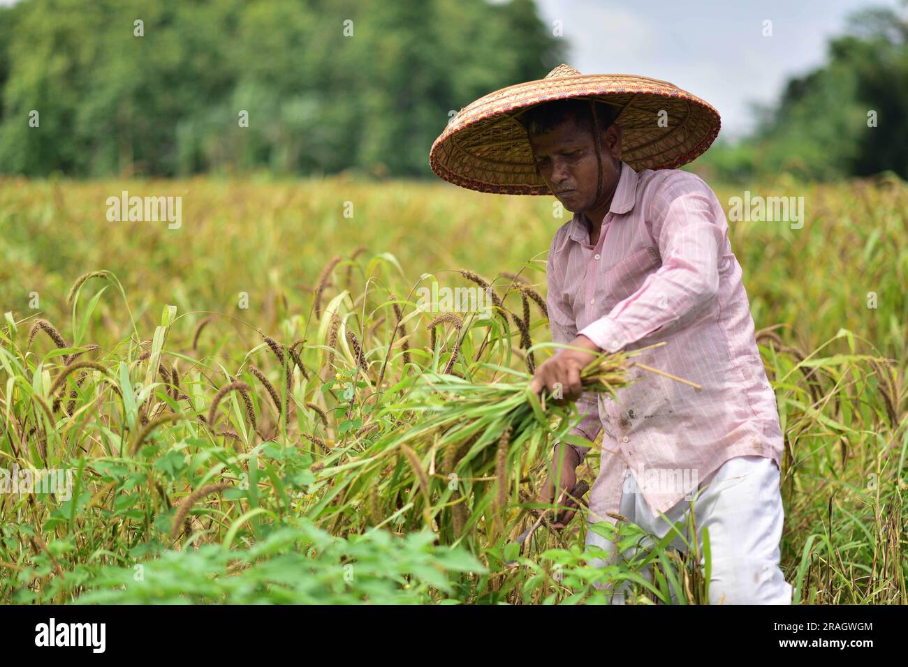 Assam. 3rd July, 2023. A villager harvests millet at a field in Nagaon