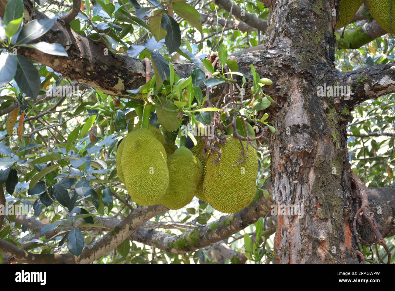 raw Artocarpus heterophyllus fruit hang on the branch in the garden Stock Photo