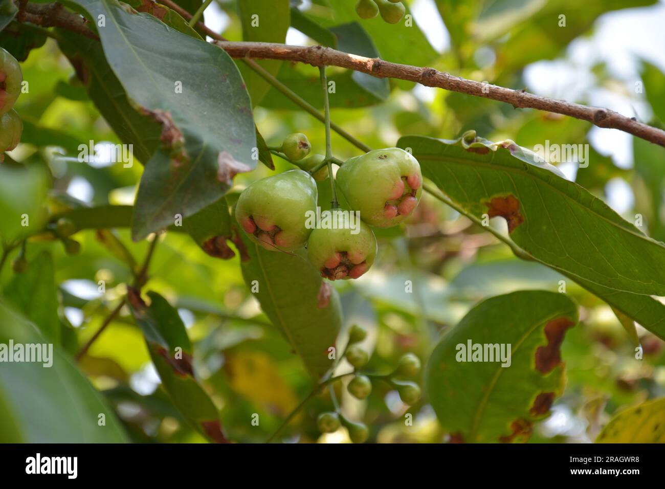 three Syzygium samarangense fruit hang on the tree Stock Photo