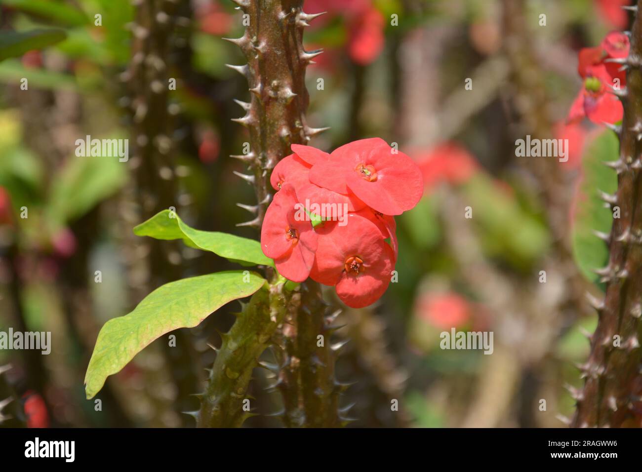 red  euphorbia milii flower blossoms on the branch in the garden in sunny afternoon Stock Photo