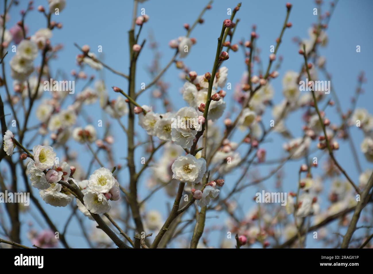 group of light pink plum flower blossoms on the branch Stock Photo