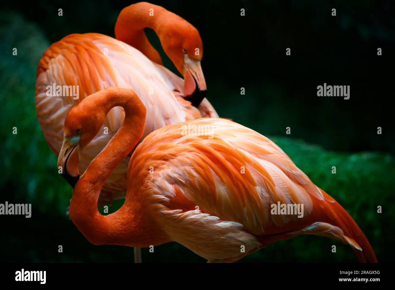 portrait of flamingos in a zoo Stock Photo - Alamy