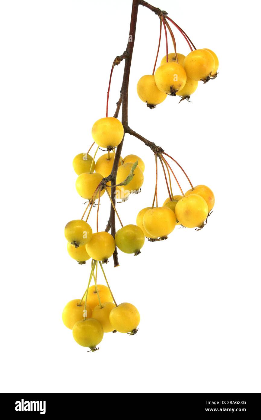 Branch of European crab apple or wild apple (Malus sylvestris) isolated