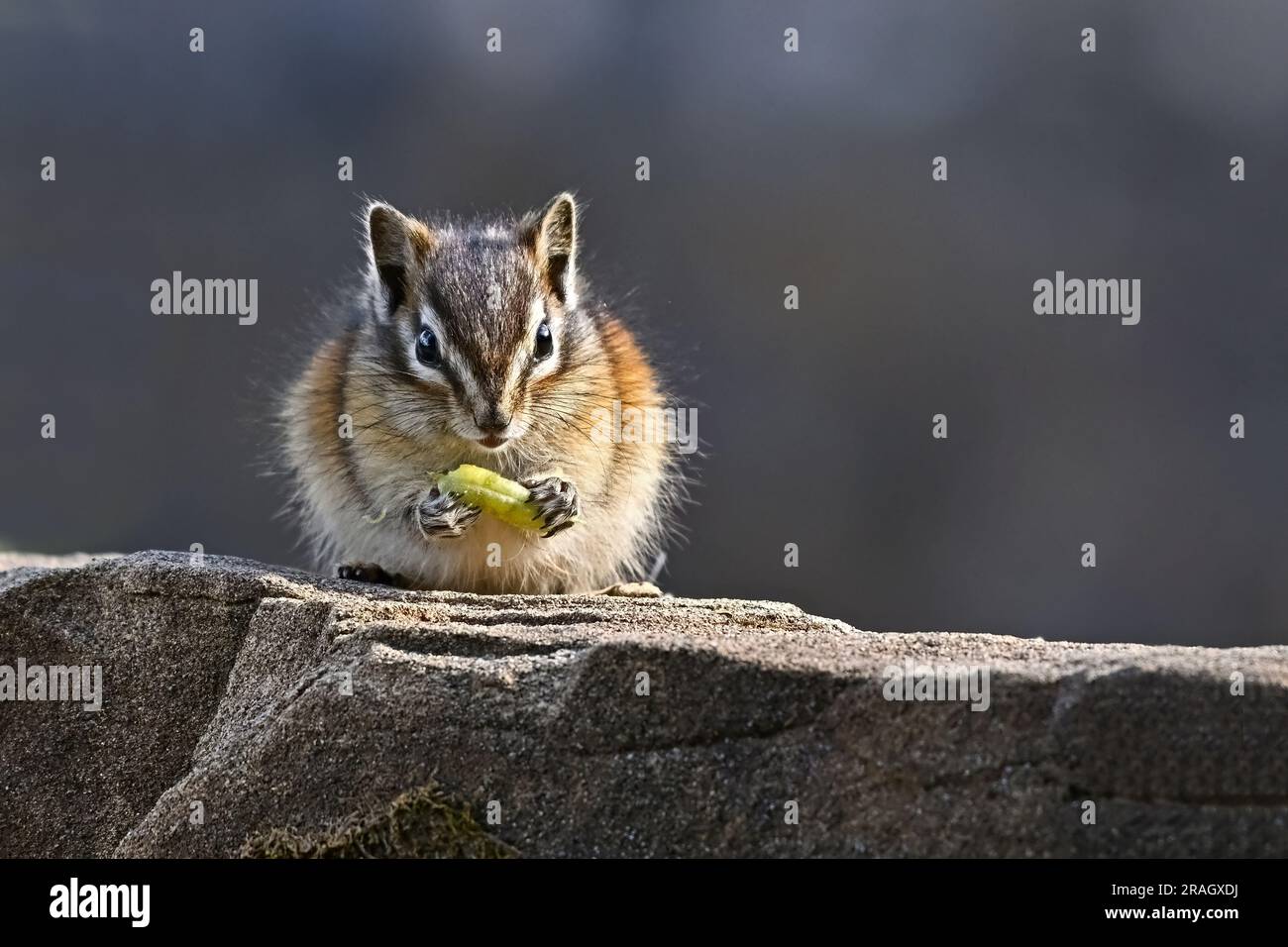 A front view of a least chipmunk, 'Eutamias minimus',resting on a rock holding apiece of vegetation Stock Photo