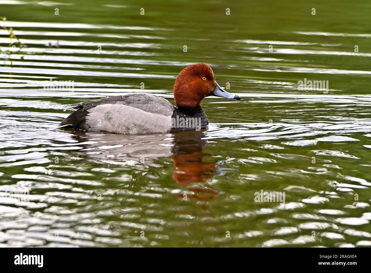 A wild Redhead Duck 'Aythya americana', swimming in a calm water pond in rural Alberta Canada Stock Photo