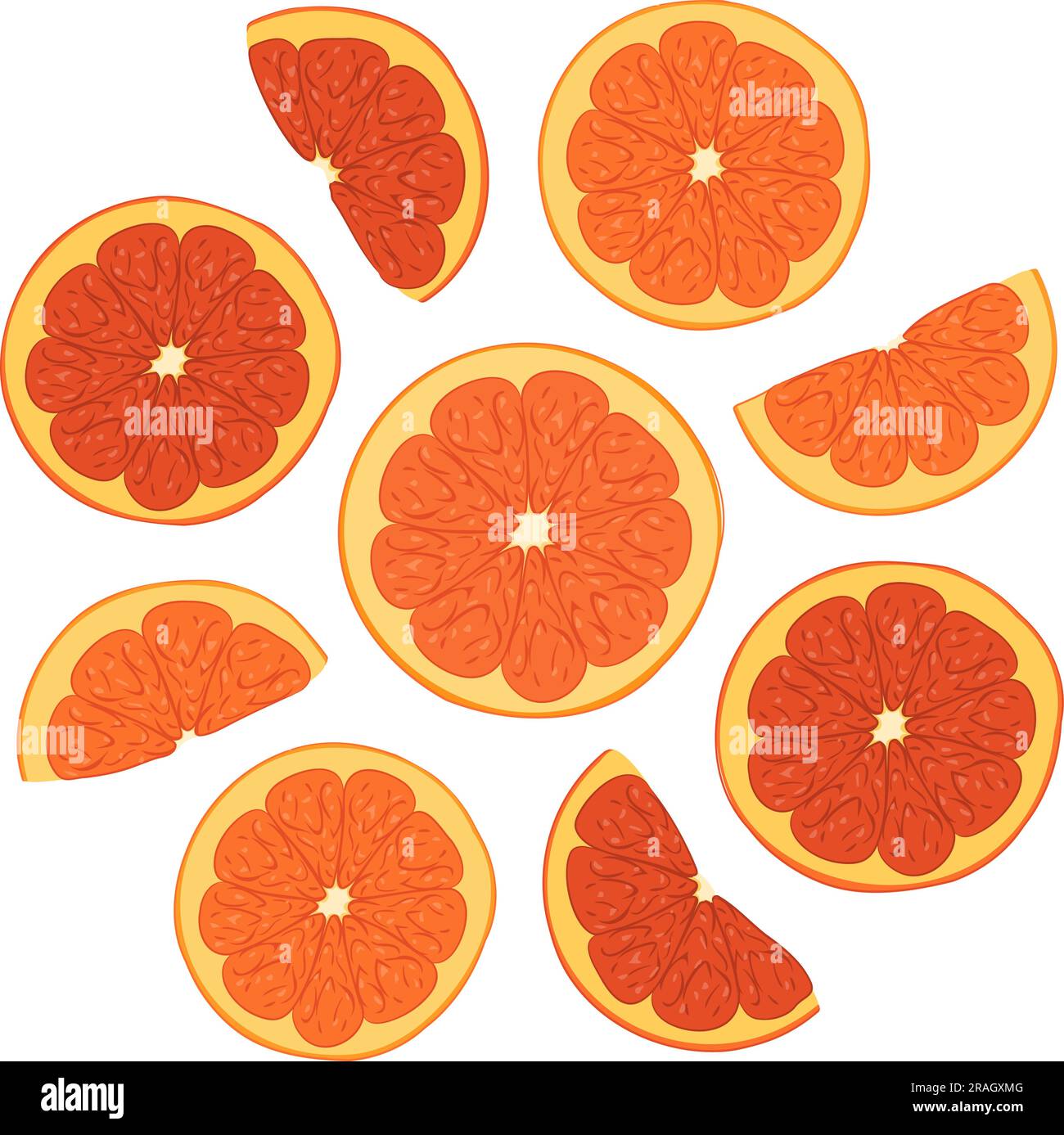 Nine Oranges Color illustration of fresh orange slices. Vector illustration of fresh ...