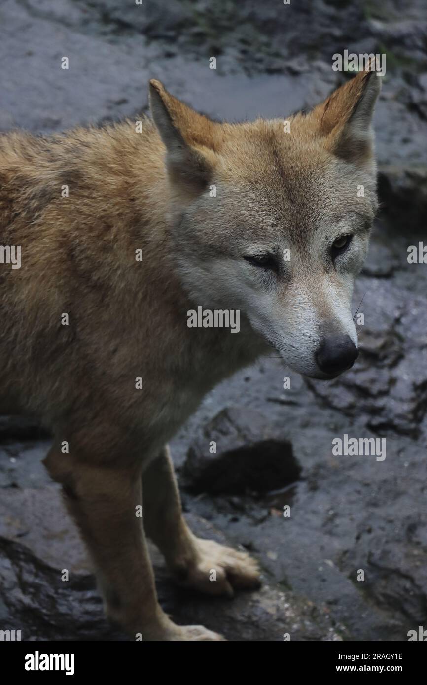 very rare, endangered and threatened species himalayan wolf (canis lupus chanco), genetically the same wolf as the tibetan, singalila forest in india Stock Photo