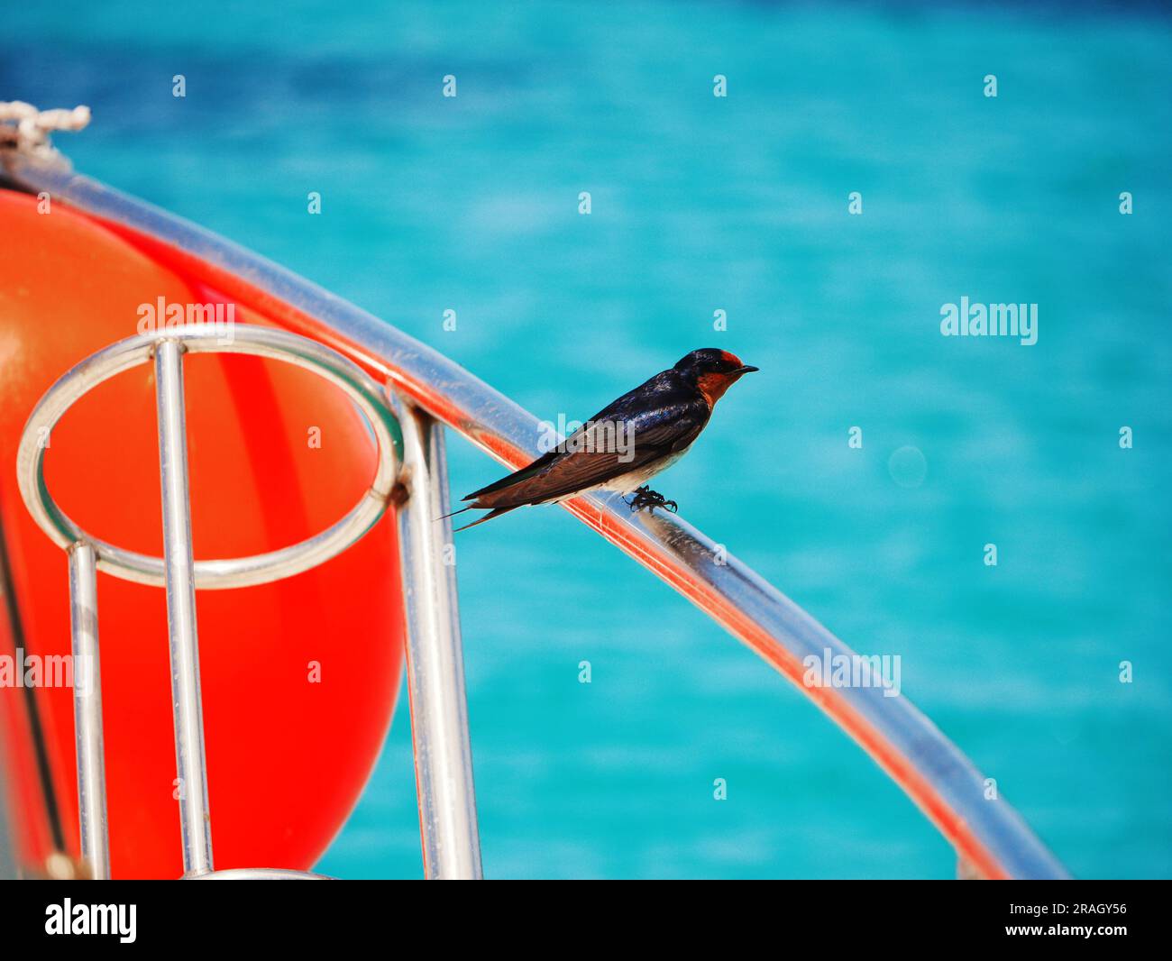 Rottnestisland hires stock photography and images Alamy
