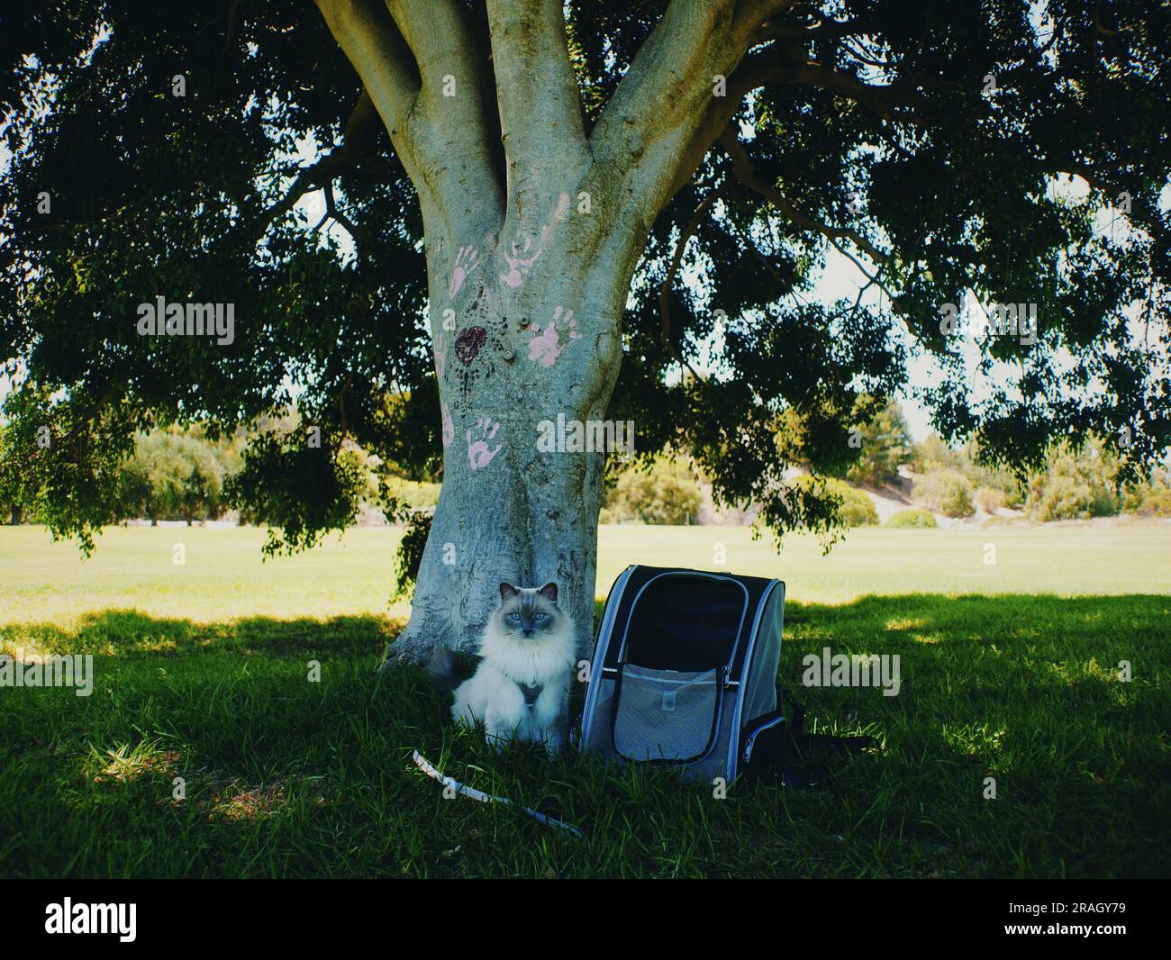 Cat and Cat Backpack Under Tree, Perth Western Australia Stock Photo
