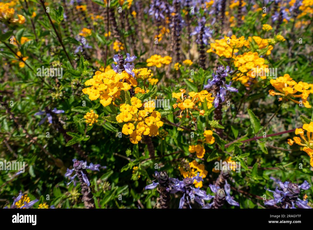 Yellow anf violet flowers of Spurflowers or Plectranthus and West Indian Lantana closeup. Selective focus Stock Photo