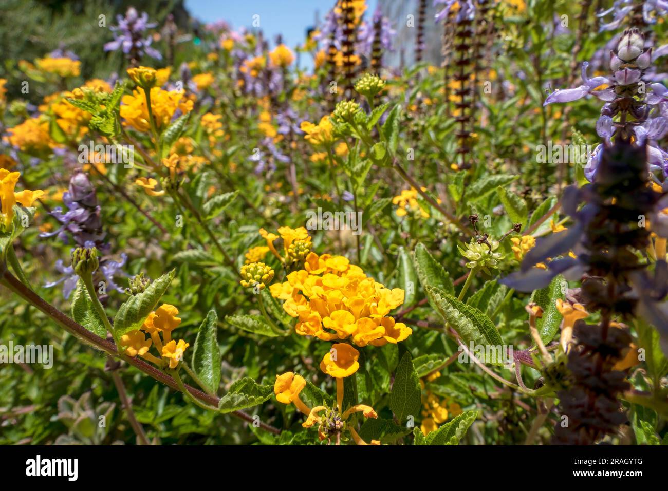 Yellow anf violet flowers of Spurflowers or Plectranthus and West Indian Lantana closeup. Selective focus Stock Photo