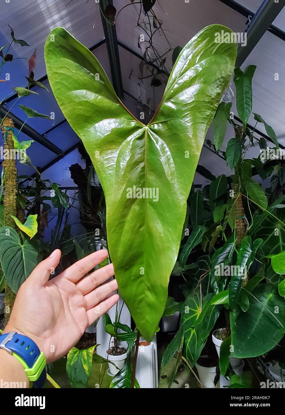 A shiny green leaf of Anthurium Nigrolaminum Gigi Stock Photo - Alamy