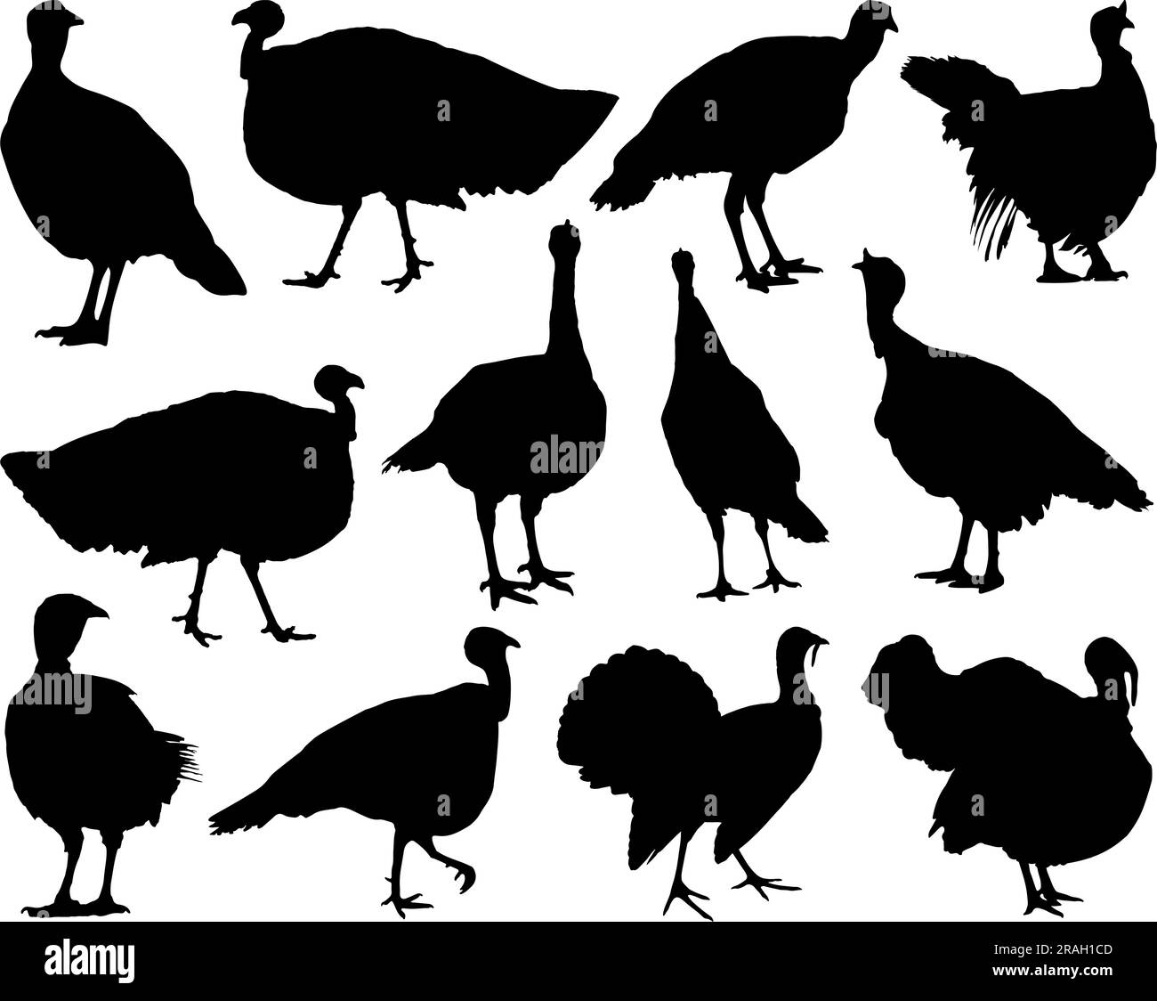 Turkey bird Black and White Stock Photos & Images Alamy