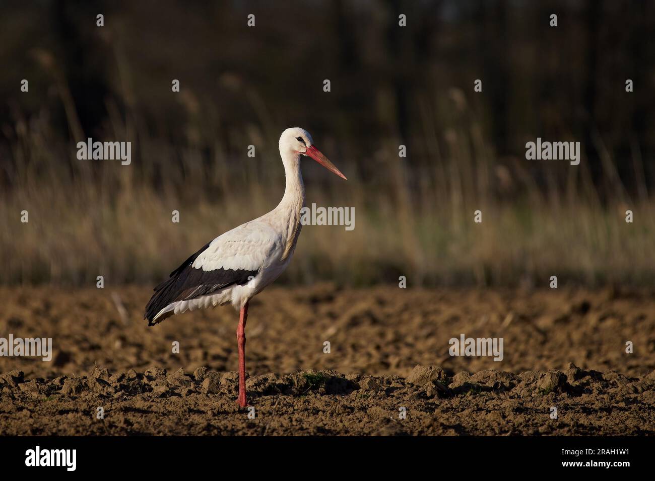 White stork (Ciconia ciconia) in its natural environment Stock Photo