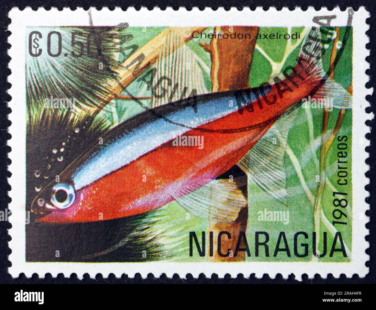 NICARAGUA - CIRCA 1981: a stamp printed in Nicaragua shows the cardinal tetra, cheirodon axelrodi, is a freshwater, tropical fish, native to the upper Stock Photo