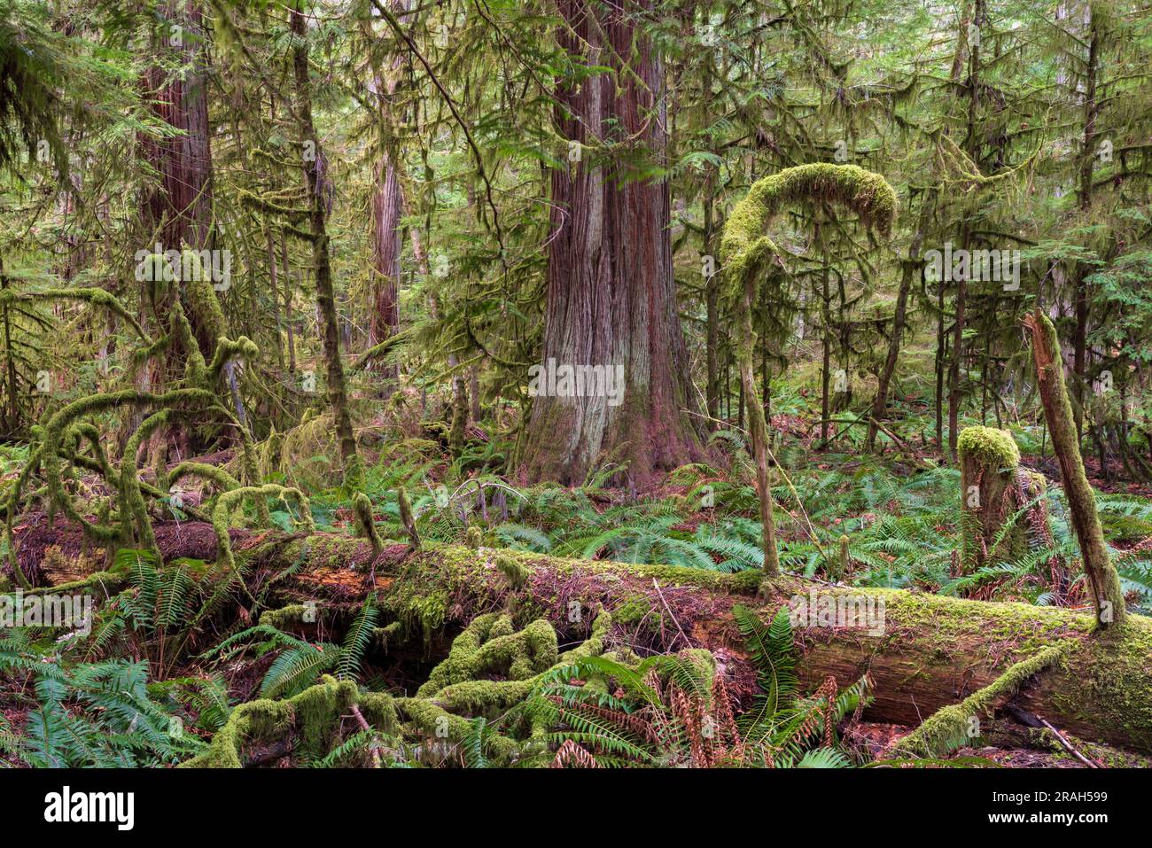 giant-trees-and-lush-foliage-in-the-cathedral-grove-of-macmillan