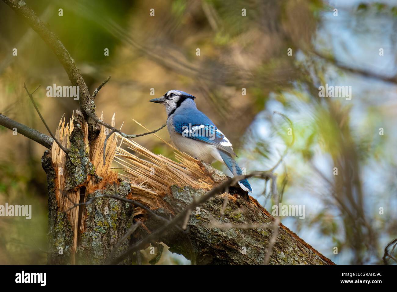 blue jay on a branch Stock Photo - Alamy
