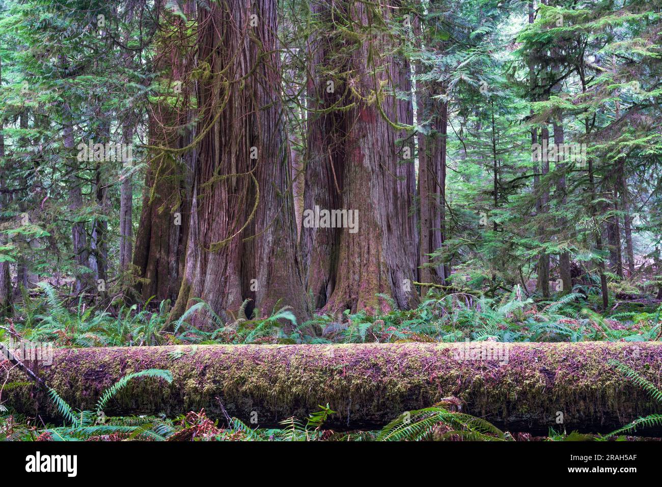 Giant trees and lush foliage in the Cathedral Grove of MacMillan