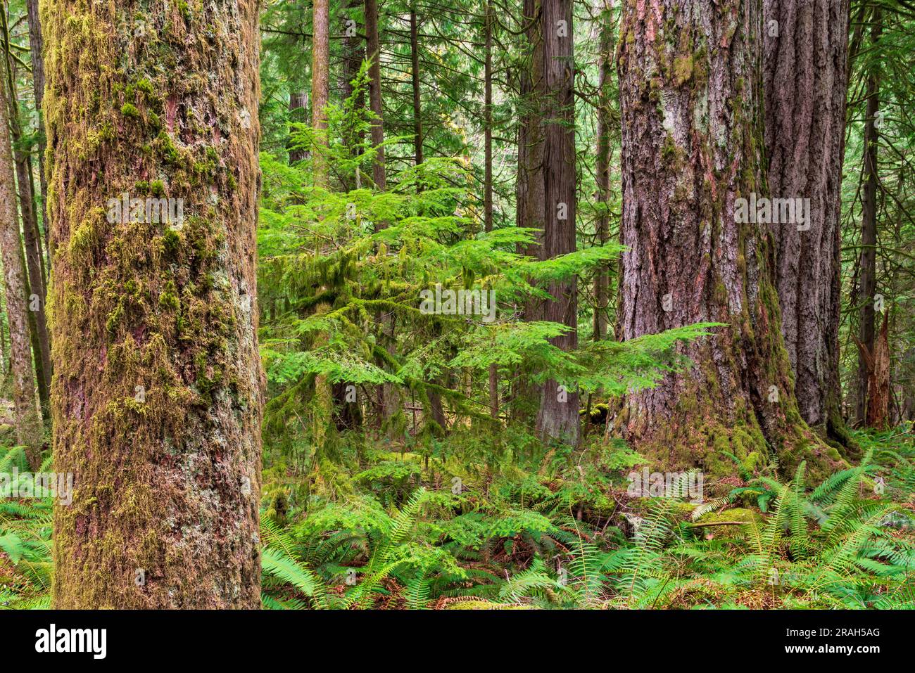 Giant trees and lush foliage in the Cathedral Grove of MacMillan