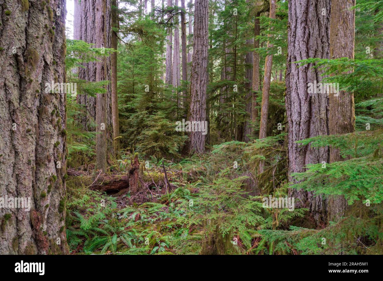 Giant trees and lush foliage in the Cathedral Grove of MacMillan Provincial Park, Vancouver Island, British Columbia, Canada. Stock Photo