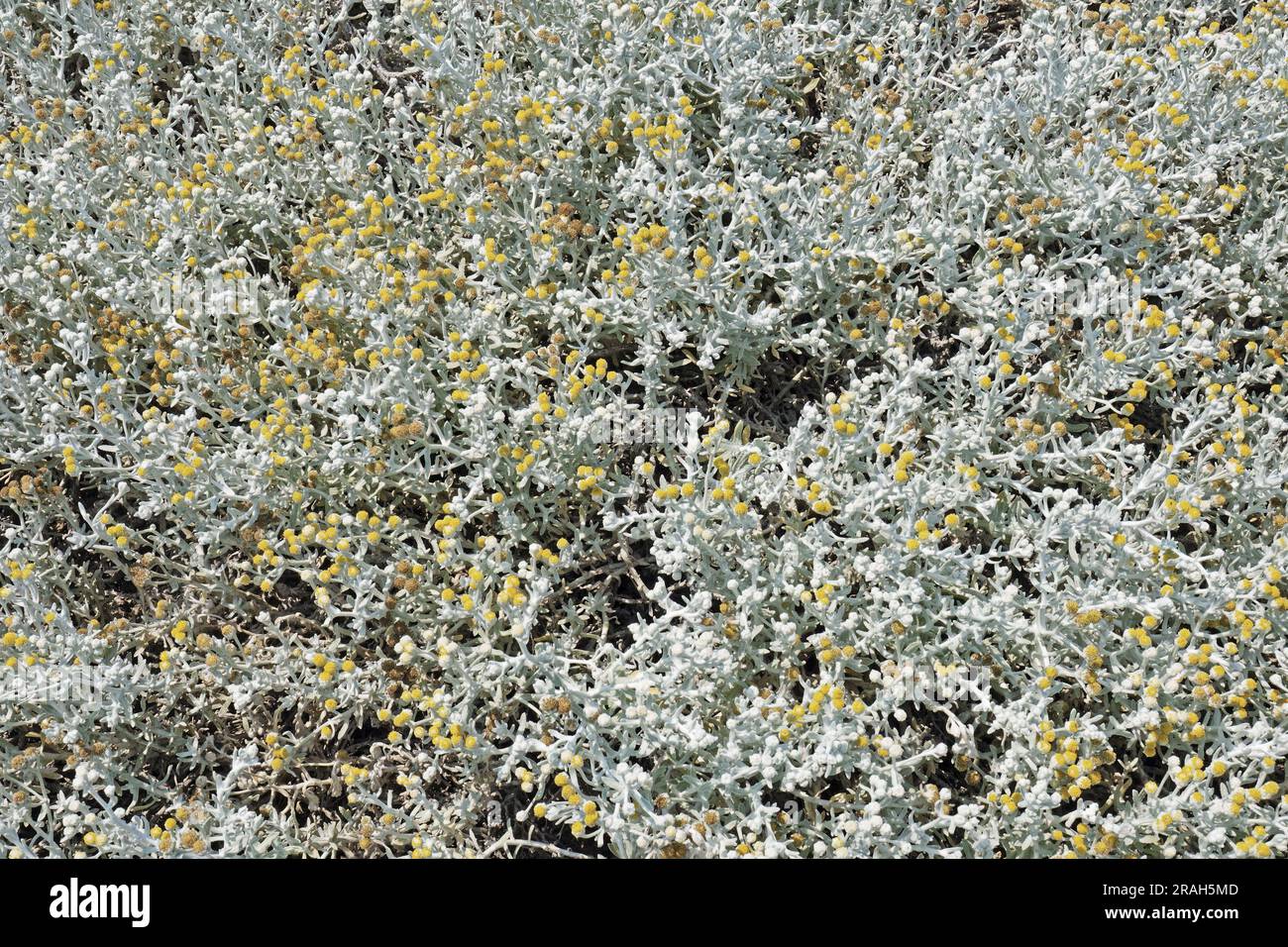 detail of a large shrubby plant of cotton weed, Achillea maritima; Otanthus maritimus; Asteraceae; Stock Photo
