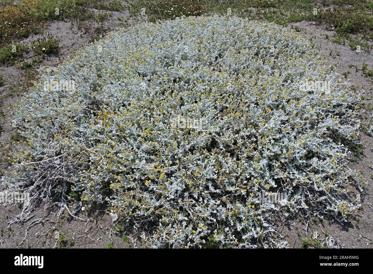 large shrubby plant of cotton weed, Achillea maritima; Otanthus maritimus; Asteraceae; Stock Photo
