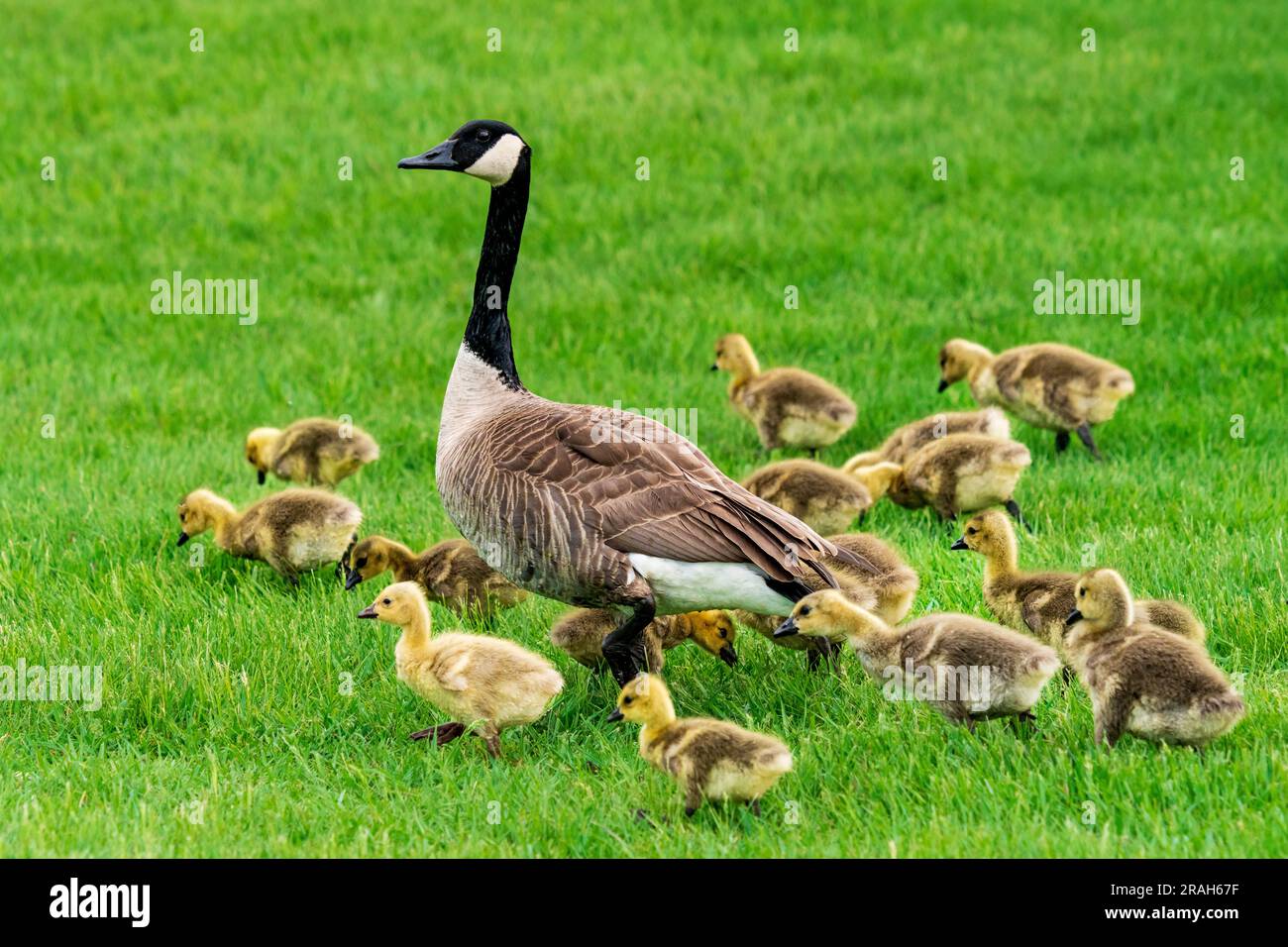 Canada geese at the nature pond at Kroeker Farms near the Discovery Nature Sanctuary in Winkler, Manitoba, Canada. Stock Photo