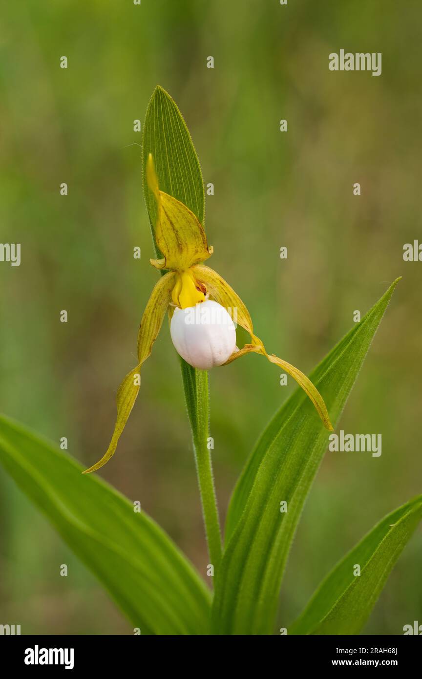 The small white lady's slipper blooming in the Tall Grass Prairie near Tolstoi, Manitoba, Canada. Stock Photo