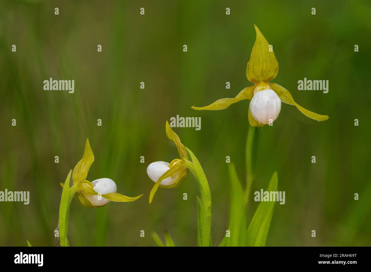 The small white lady's slipper blooming in the Tall Grass Prairie near Tolstoi, Manitoba, Canada. Stock Photo