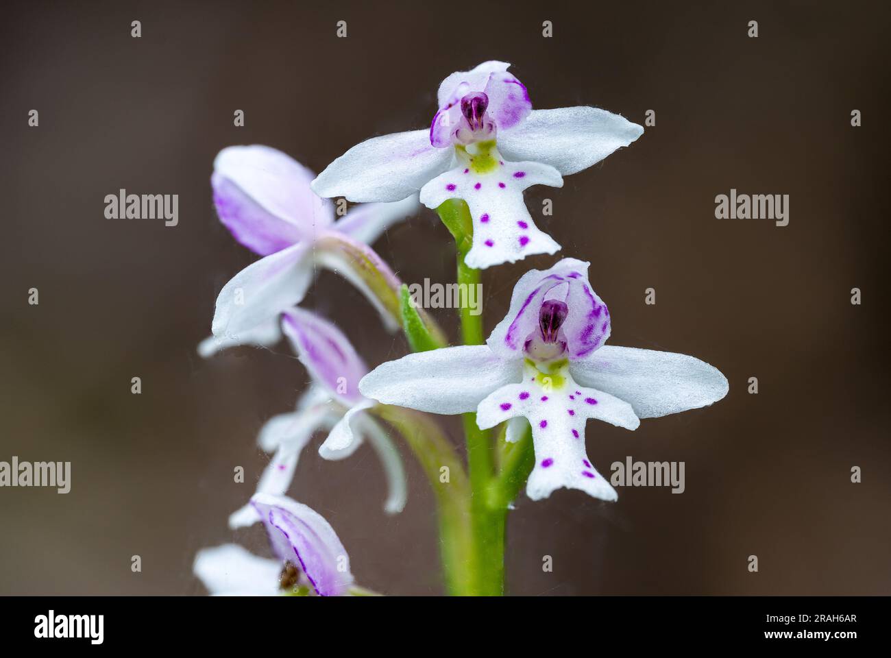 The small Round Leaf Orchid in the Woodridge Bog, Manitoba, Canada. Stock Photo