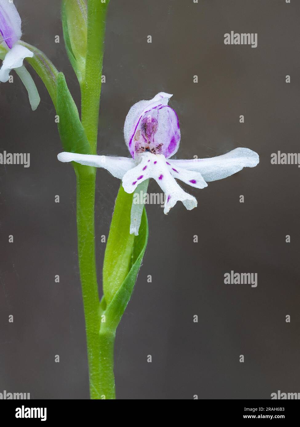 The small Round Leaf Orchid in the Woodridge Bog, Manitoba, Canada