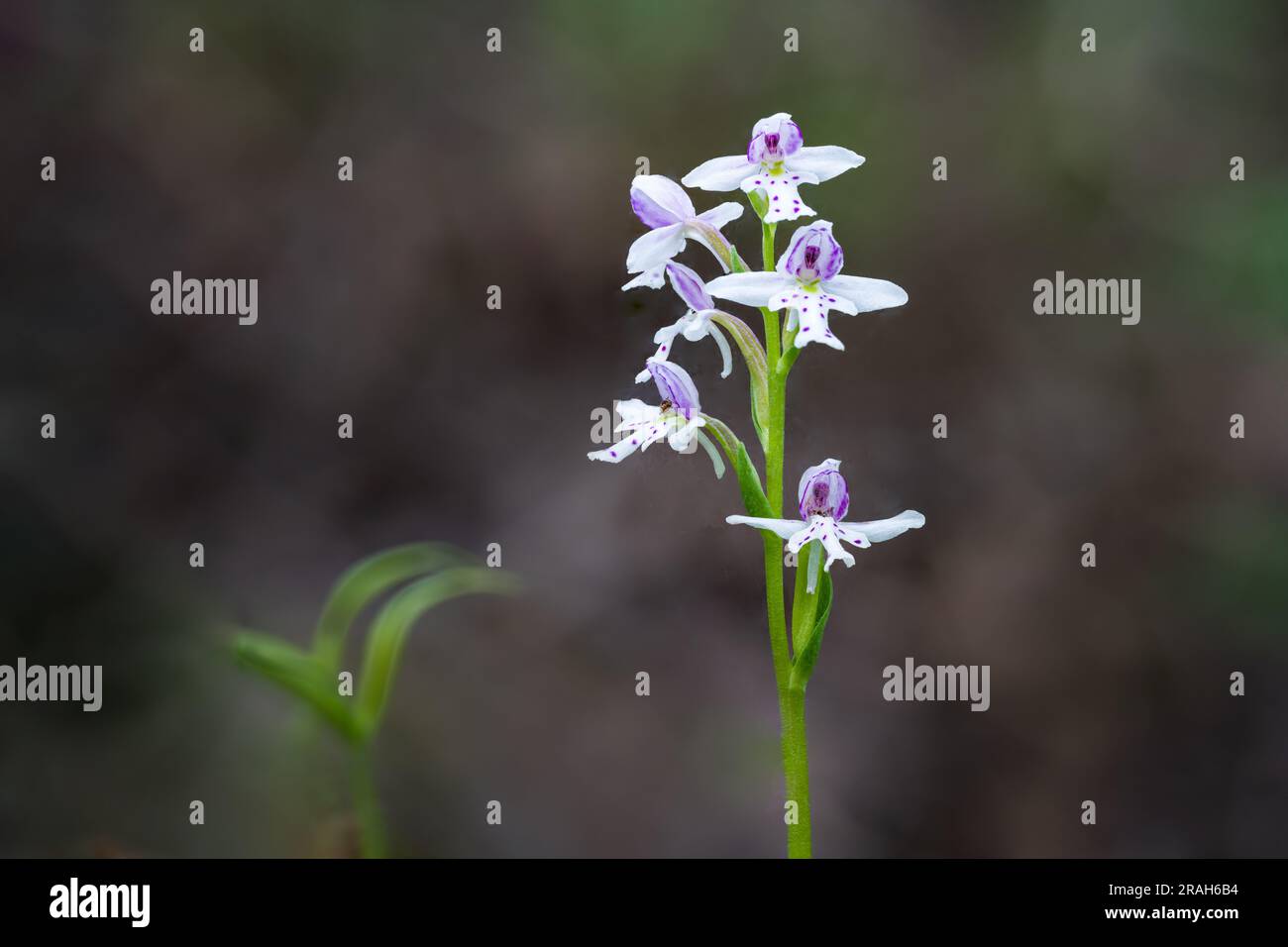The small Round Leaf Orchid in the Woodridge Bog, Manitoba, Canada