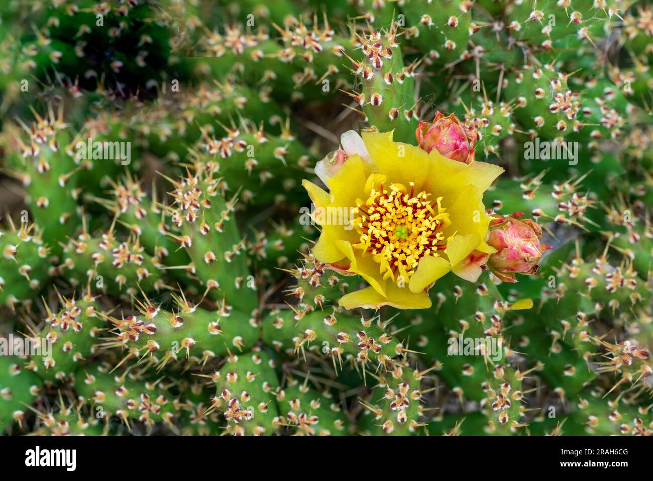 The small prickly pear cactus blooming on a plant found in Mt. Nebo, Manitoba, Canada. Stock Photo