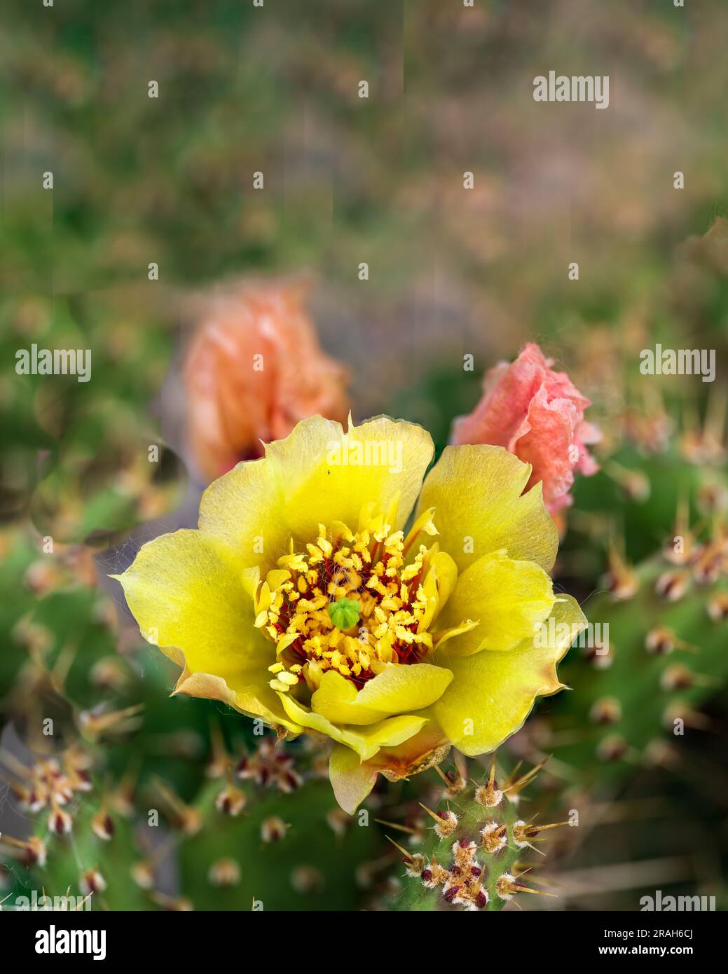 The small prickly pear cactus blooming on a plant found in Mt. Nebo, Manitoba, Canada. Stock Photo