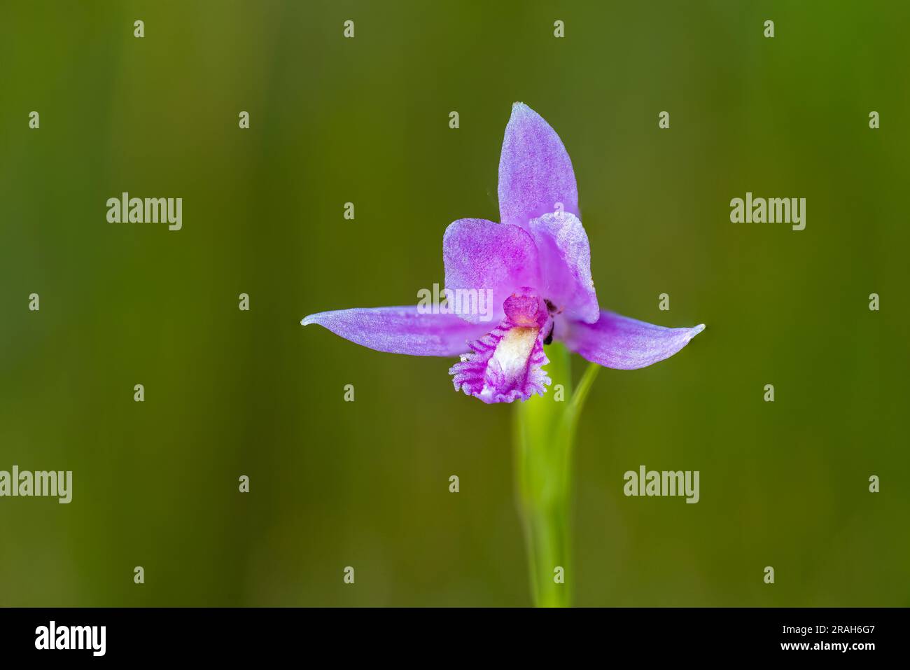 The Rose Pogonia orchid in a small bog on Hwy 15, Manitoba, Canada. Stock Photo