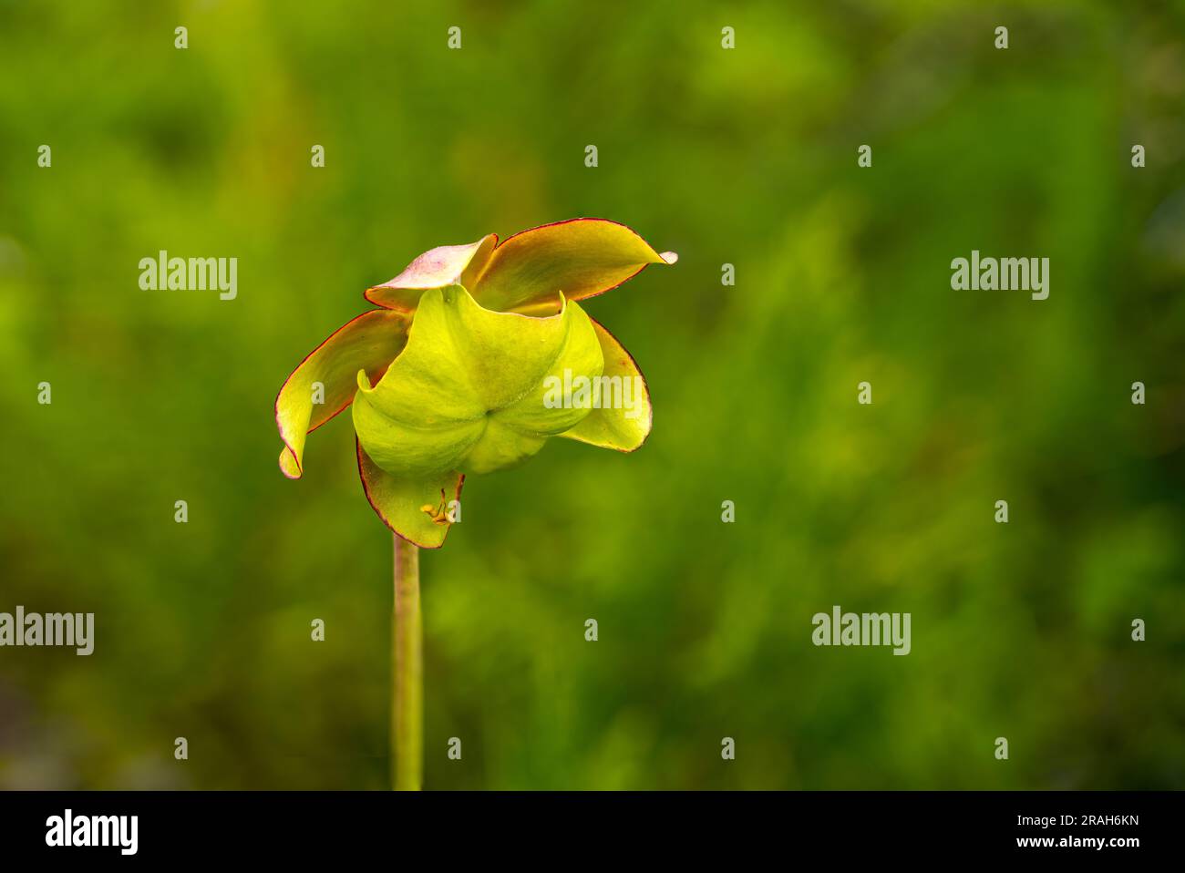 The flower of the Pitcher Plant in the Stead Road Bog, Manitoba, Canada. Stock Photo