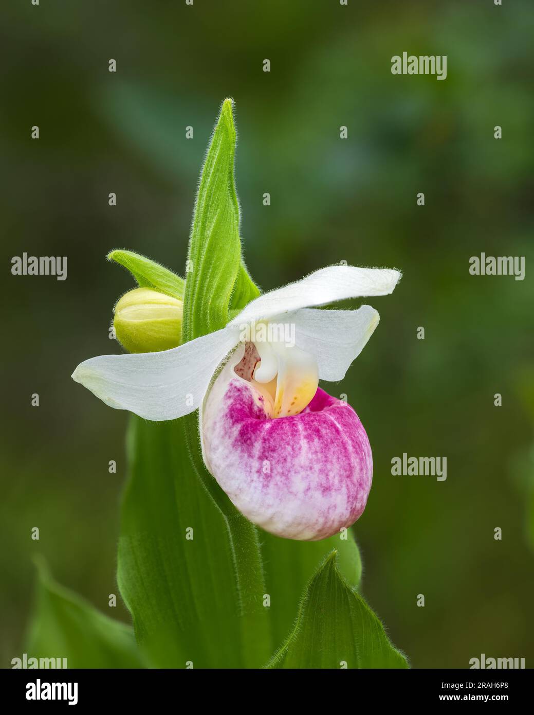 The Showy Pink Lady's Slipper in the Stead Road Bog, Manitoba, Canada. Stock Photo
