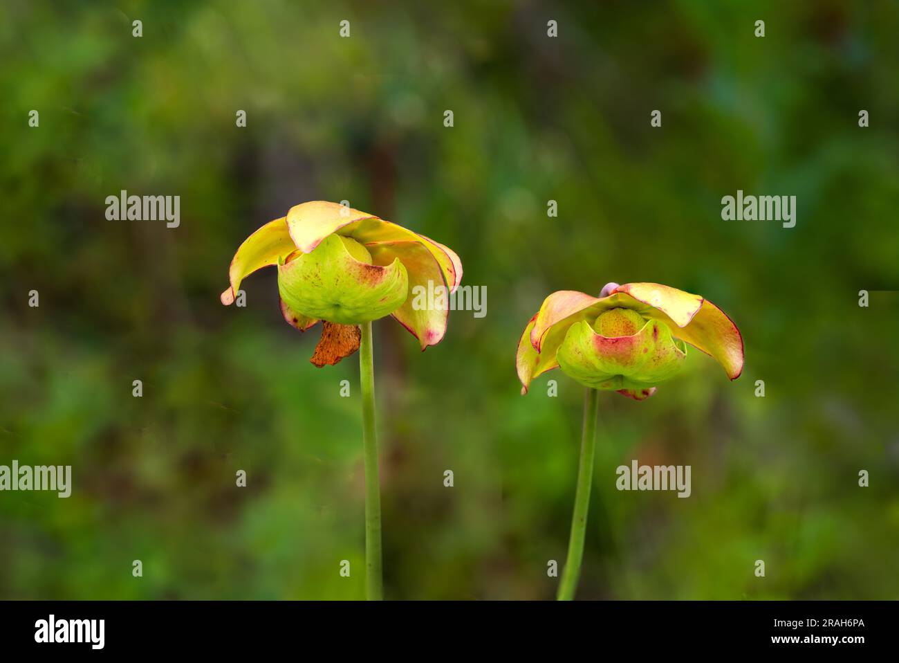 The flower of the Pitcher Plant in the Stead Road Bog, Manitoba, Canada. Stock Photo