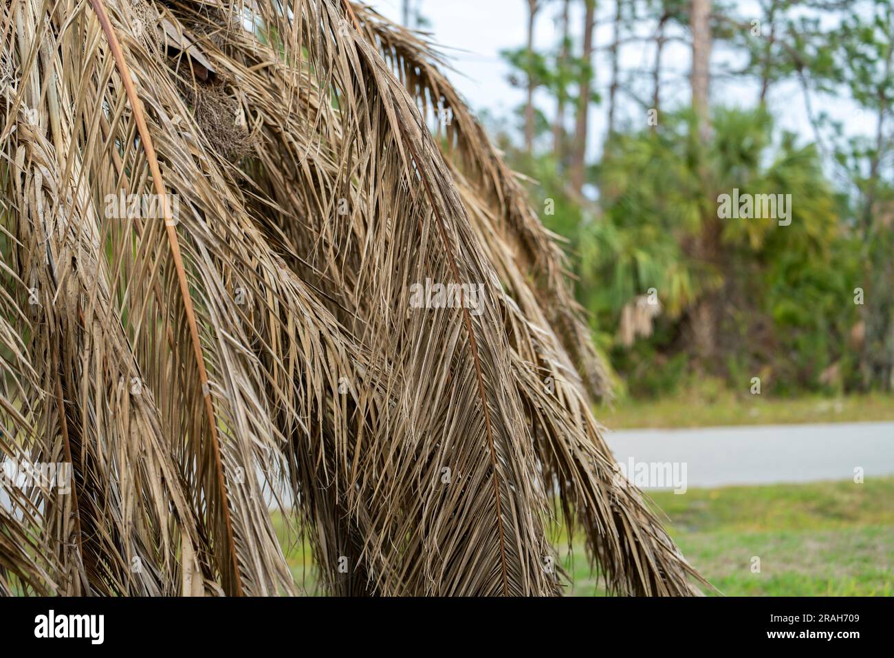 Dead palm tree with dry branches on Florida home backyard. Tree removal concept Stock Photo Alamy
