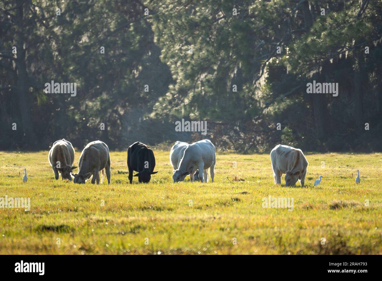 Cattle feedlot america hires stock photography and images Alamy