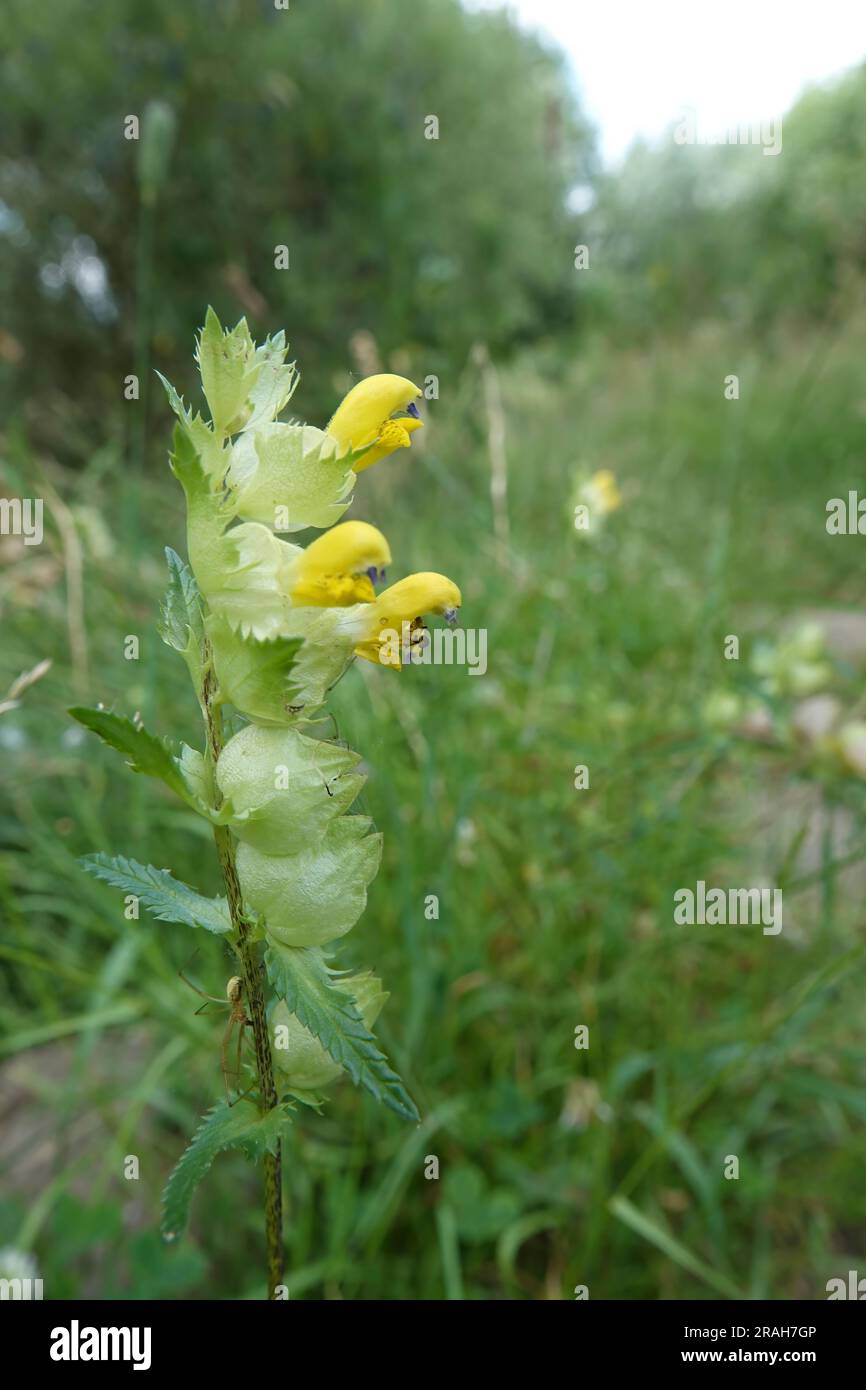 Natural closeup on a yellow flowering greater yellow-rattle , Rhinanthus angustifolius, a root-parasite plant Stock Photo