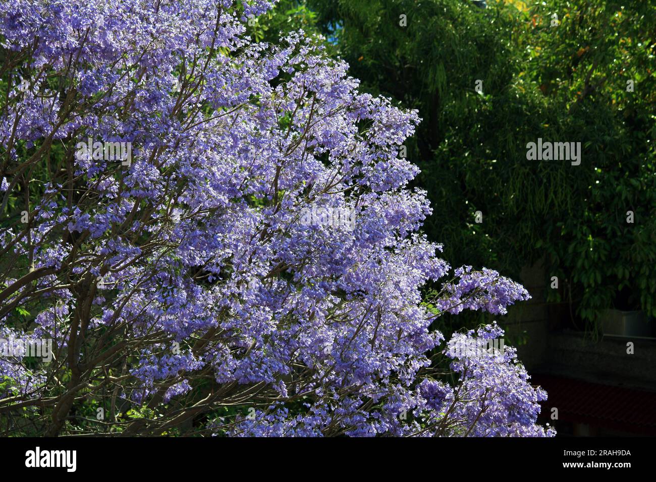 Blue jacaranda (Jacaranda mimosifolia) tree in bloom : (pix Sanjiv Shukla) Stock Photo