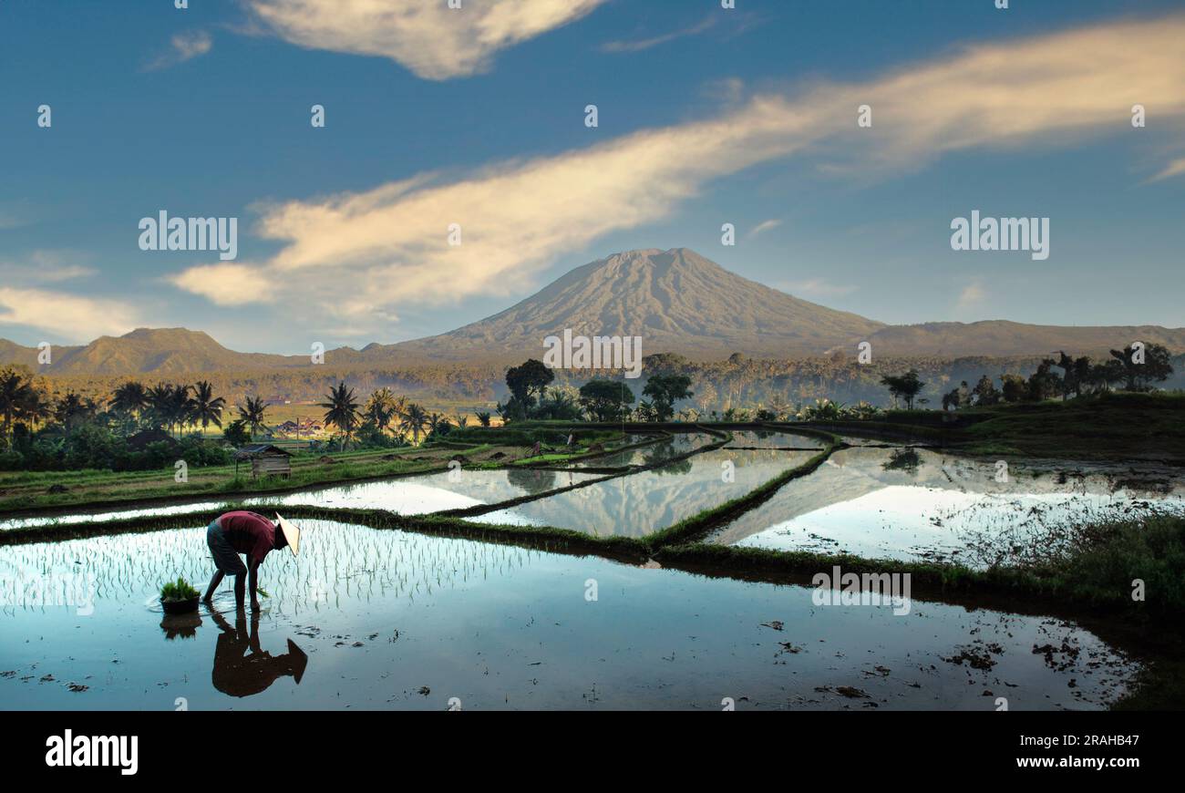 Rice Paddy Field farmers in Java Indonesia. Rural atmosphere in the morning with Mountain in the background. Agricultural concept Stock Photo