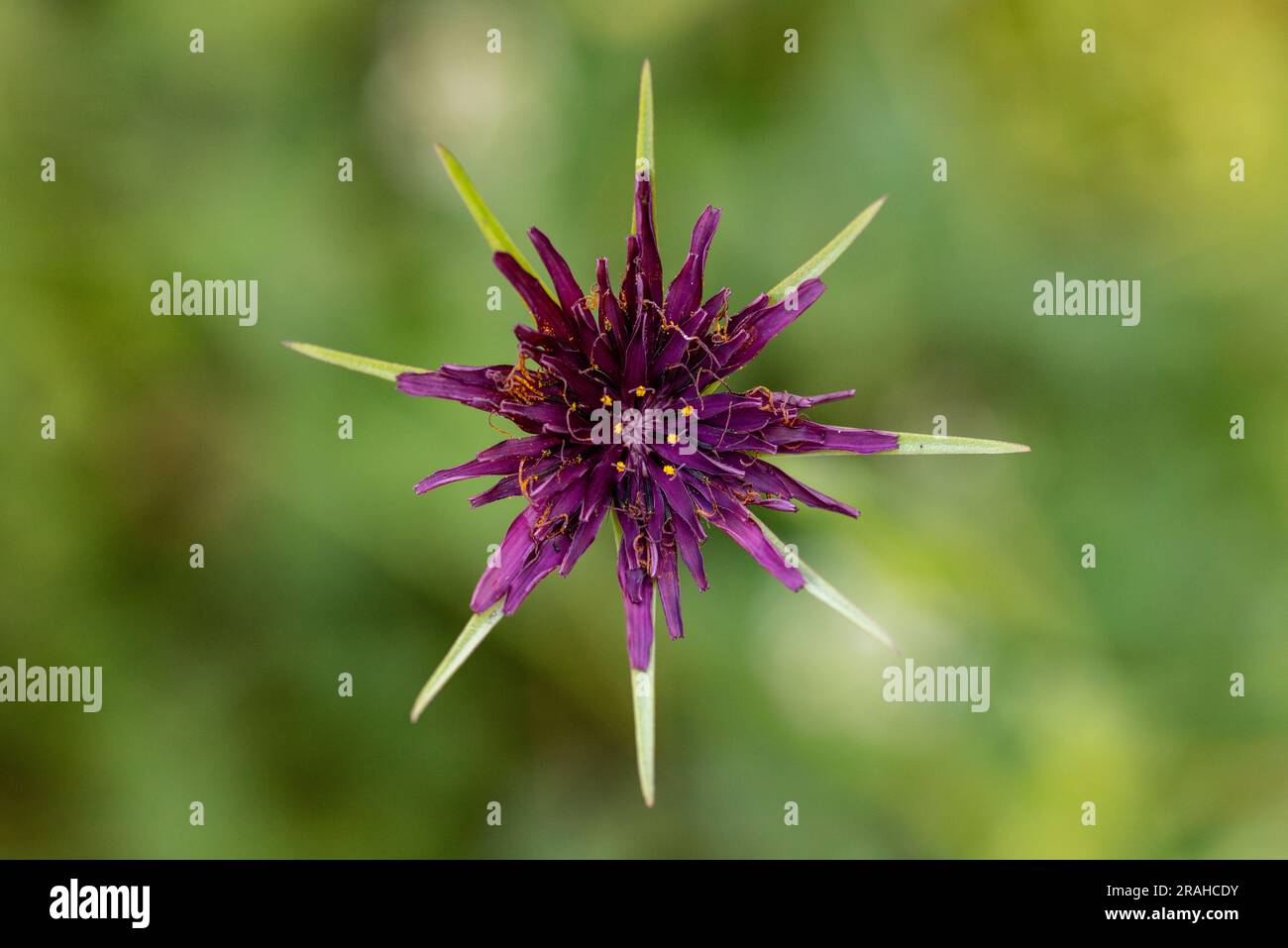 Tragopogon porrifolius flower Stock Photo