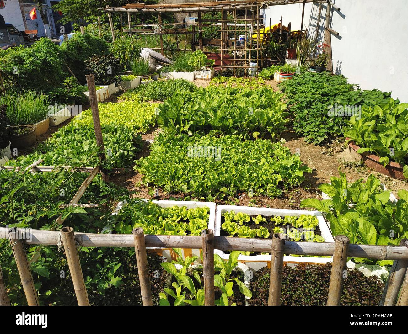 Urban agriculture in Danang, Vietnam. Small city lot filled with raised beds and container gardens produces a bounty of greens and other food crops. Stock Photo