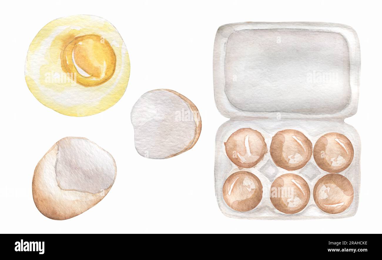 Watercolor eggs illustration set, egg shells, egg white, and egg yolk. Eggs in a package clipart. ingredient for recipes. Food for health. Stock Photo