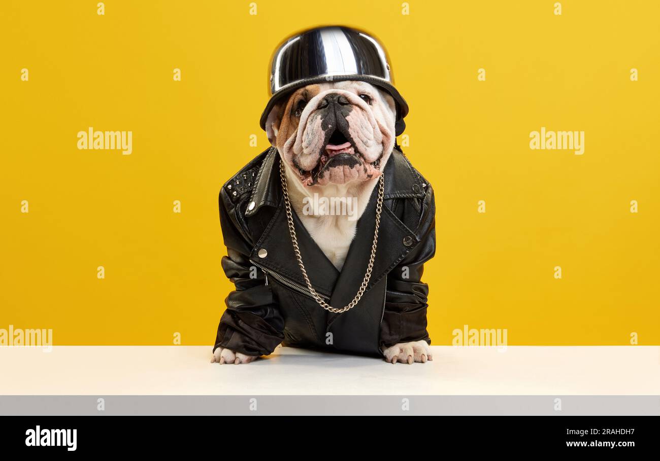 Faux Leather + Denim Dog Jackets – Petdudz